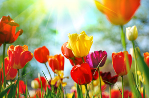 pics-tulips.jpg